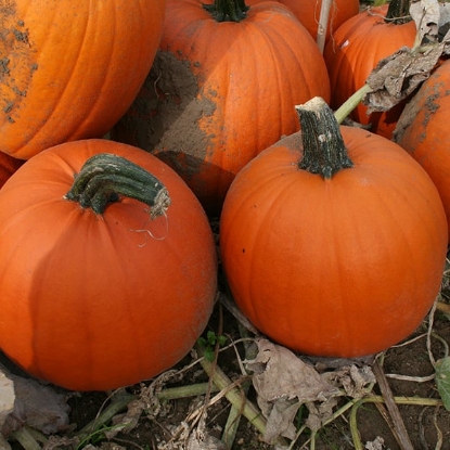 Picture of Pumpkin Gold Medal F1